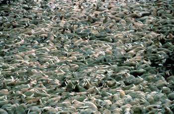 Walrus Colony