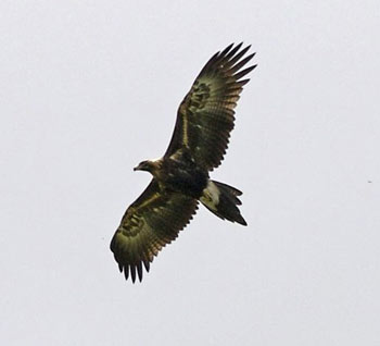 Wedge-Tailed Eagle in Flight