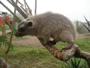 Western Tree Hyrax