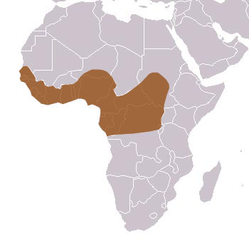 Western Tree Hyrax Range Map (Africa)