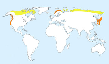 White-Billed Diver Range Map