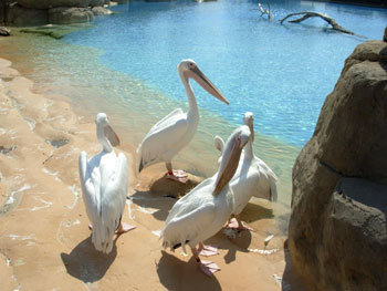 Great White Pelicans