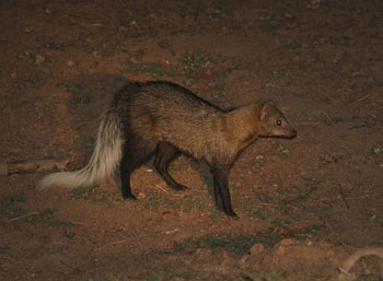 White-Tailed Mongoose