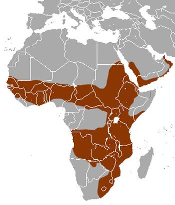 White-Tailed Mongoose Range Map (Africa)
