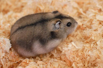 Dwarf Russian Hamster