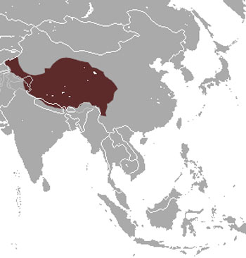 Woolly Hare Range Map (Asia)