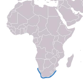 African Penguin: The Animal Files