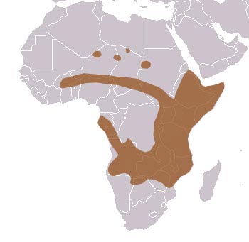 African Wild Dog Range Map (Africa) 