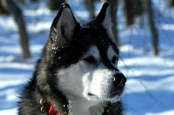 Alaskan Malamute
