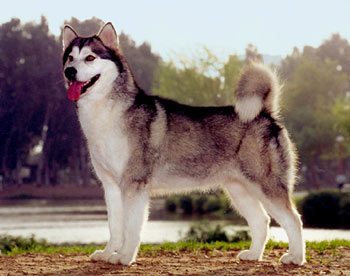 Alaskan Malamute