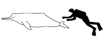 The size of an Amazon River Dolphin compared to an average human