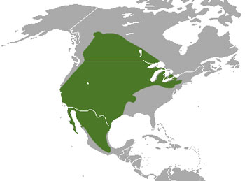 American Badger Range Map (North America)