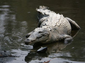 American Crocodile