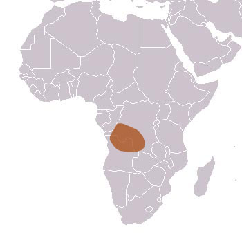 Angolan Kusimanse Range Map (Africa)