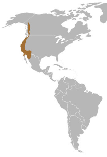 Anna's Hummingbird Range Map (North America)