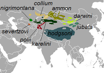 Argali Range Map (Central Asia)