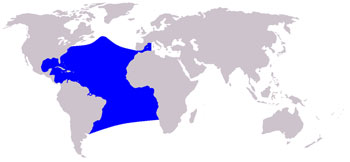 Atlantic Spotted Dolphin Range Map (Atlantic Ocean)