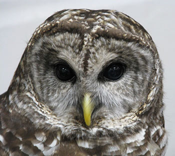 Barred Owl