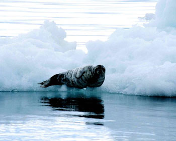 Bearded Seal