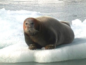 Bearded Seal