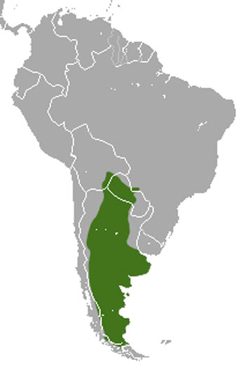 Big Hairy Armadillo Range Map (South America)
