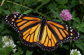 The patterns on the wings of butterflies are an example of Bilateral Symmetry