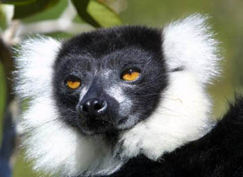 Close up of a Black & White Ruffed Lemur's face
