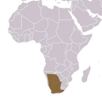 Black-Footed Cat Range Map (Southern Africa)