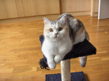 British Shorthair