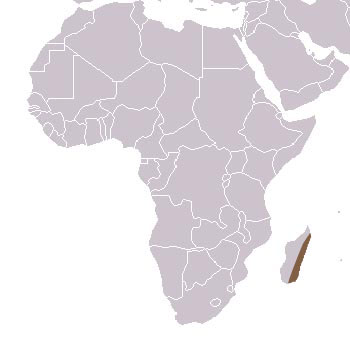 Broad-Striped Mongoose Range Map (Madagascar)