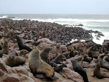 Cape Fur Seal Colony