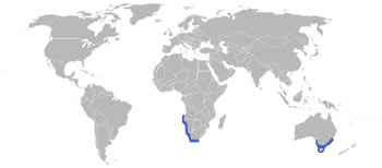 Cape Fur Seal Range Map (S Africa & SE Australia)