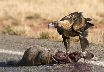 A Wedge-Tailed Eagle eating Carrion