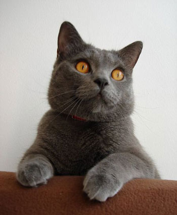 Chartreux