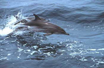 Clymene Dolphins