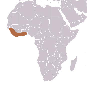 Common Kusimanse Range Map (Africa)