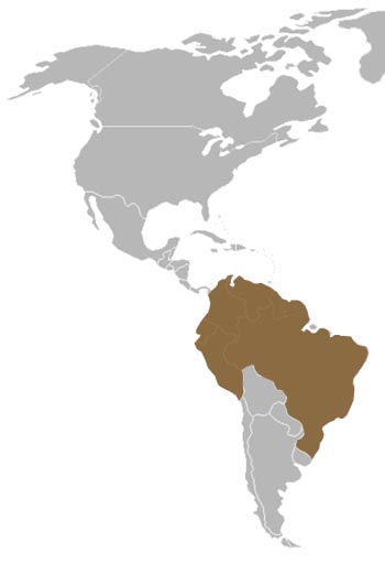 Common Squirrel Monkey Range Map (South America)