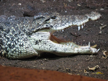 Cuban Crocodile