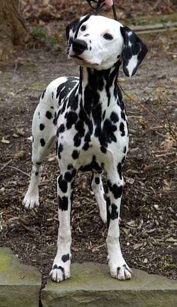 Dalmatian
