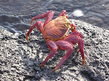 Crabs are Deposit Feeders