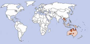Dingo Range Map (Australia & South East Asia)
