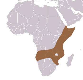 Dwarf Mongoose Range Map (East & Southern Africa)