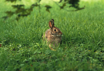 Eastern Cottontail
