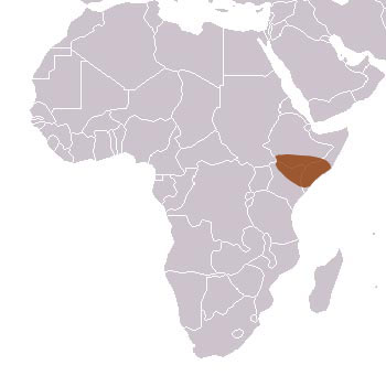 Ethiopian Dwarf Mongoose Range Map (Africa)