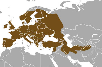 Eurasian Badger Range Map (Europe to East Asia)