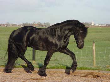 Friesian