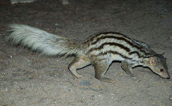 Giant-Striped Mongoose
