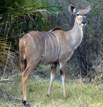 Female Greater Kudu 