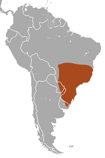 Greater Naked-Tailed Armadillo Range Map (South America)