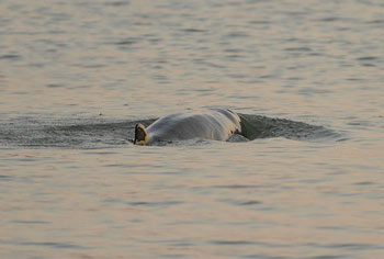Irrawaddy Dolphin